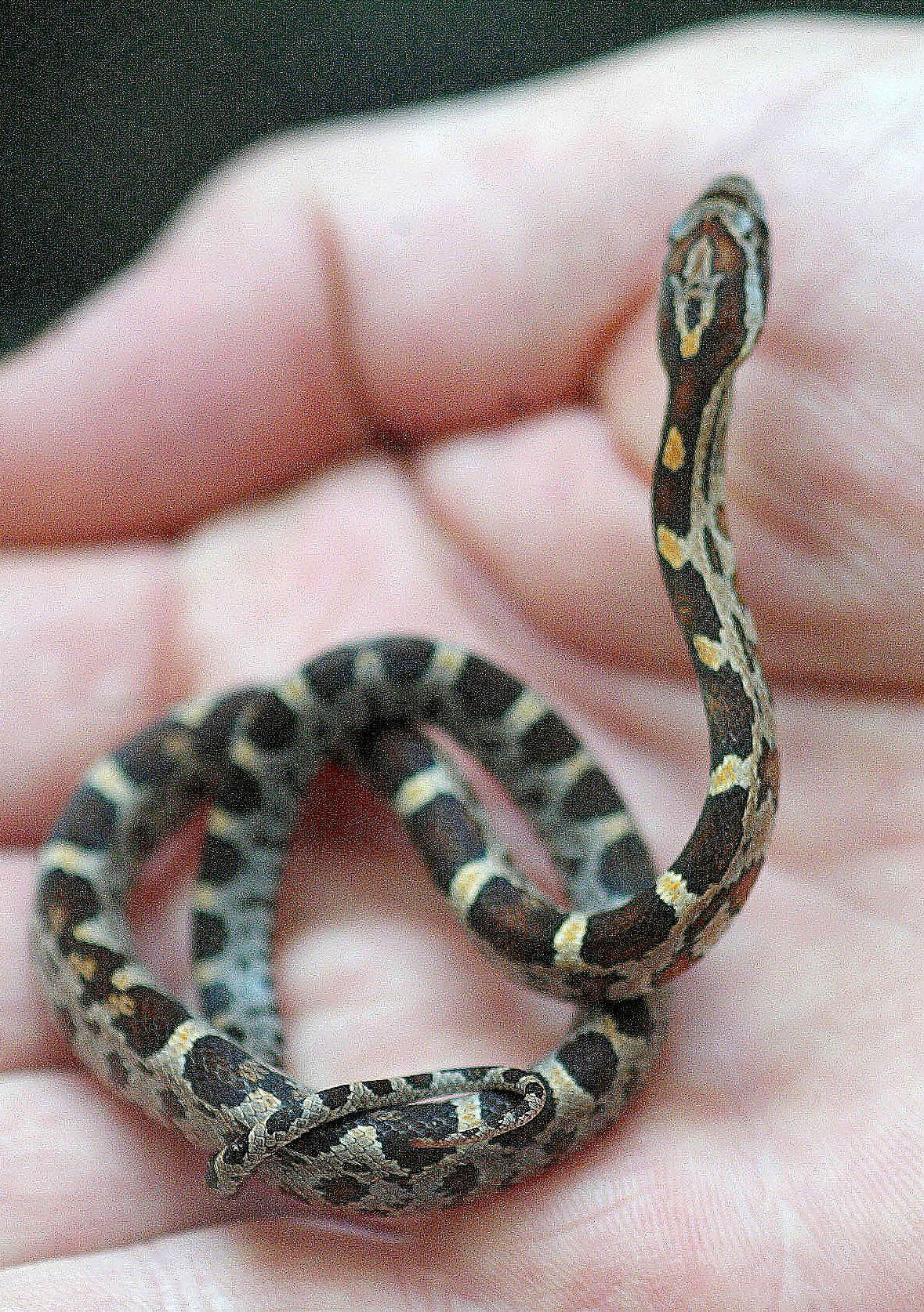 zoo babies